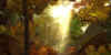 gw17.jpg (106551 Byte)