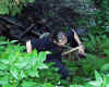 schwammerl006.JPG (118530 Byte)