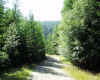schwammerl009.JPG (125048 Byte)
